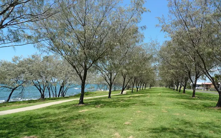 The foreshore path under the she-oaks at Burnett Heads