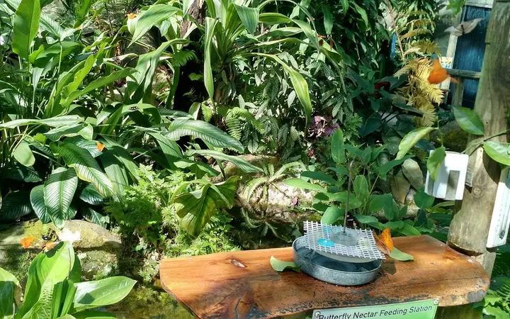Inside the Australian Butterfly Sanctuary aviary