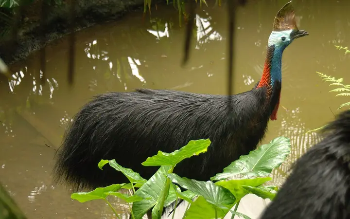 A cassowary at Birdworld Kuranda