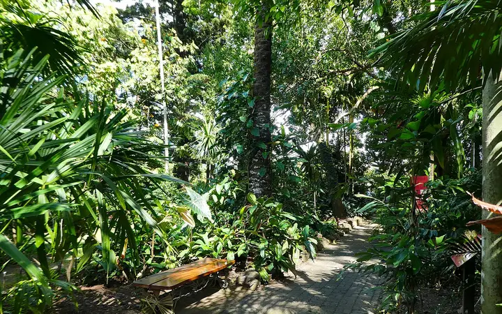 A shady path in Cairns Botanic Gardens