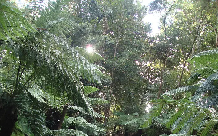 The misted Rainforest Gully at the Australian National Botanic Gardens