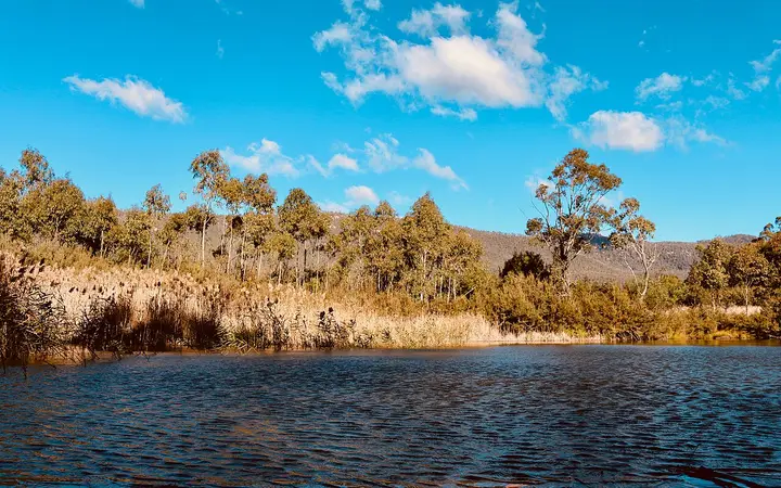 A wetland pond in Tidbinbilla's Sanctuary