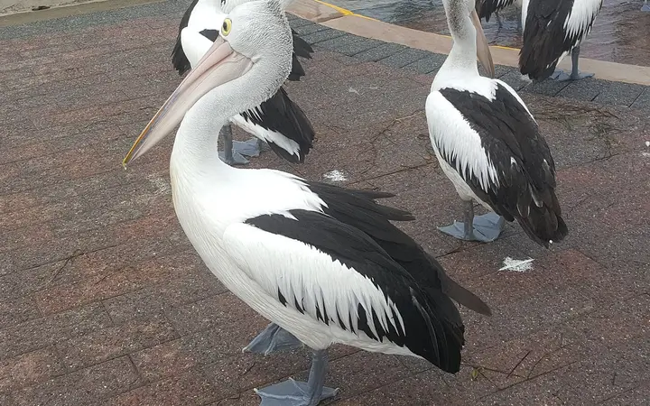 Pelicans at The Entrance