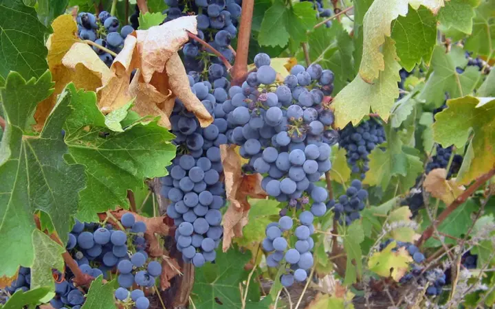 Cabernet grapes on the vine at Skillogalee