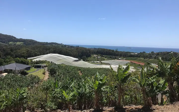 Banana farms on the drive up to the Sky Pier