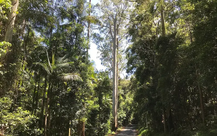 Rainforest on Bruxner Park Road, below Sealy Lookout