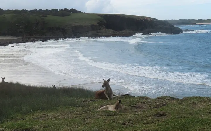 Kangaroos on Look At Me Now Headland
