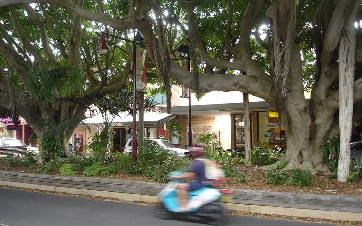 The fig-shaded median of First Avenue, home of the cinema