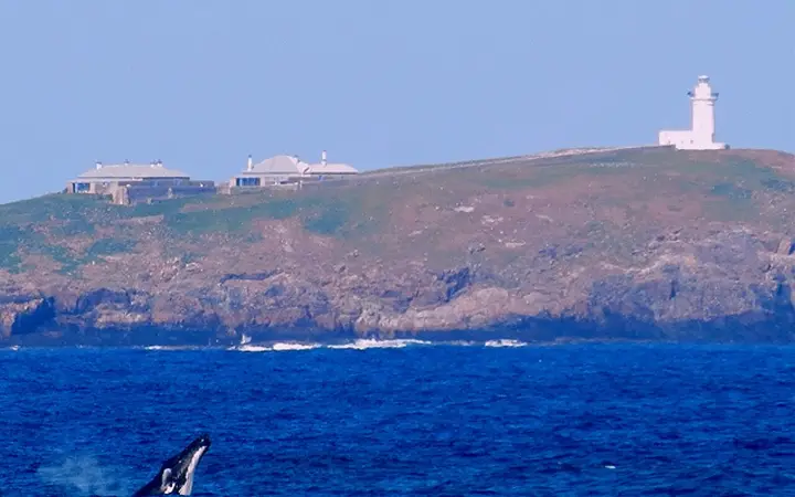 A humpback breaching off South Solitary Island