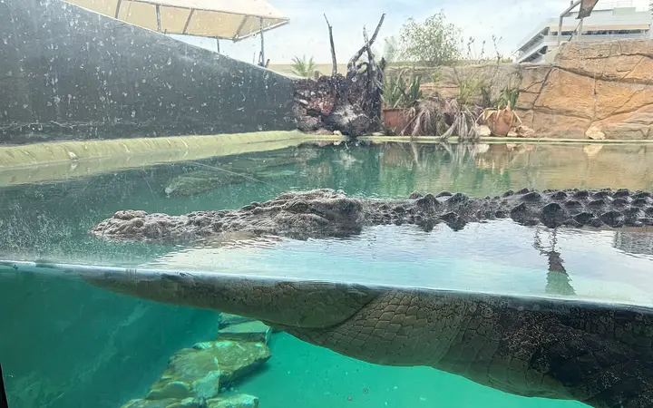 A crocodile at Crocosaurus Cove