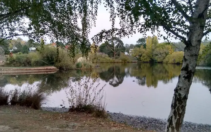 Birches on the Lake Daylesford shoreline