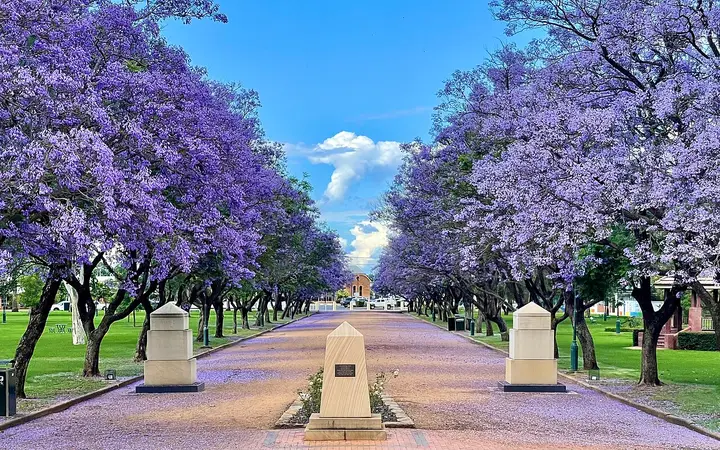 Jacarandas in Victoria Park, where the market is held