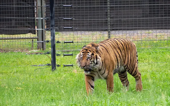 A tiger at Taronga Western Plains Zoo