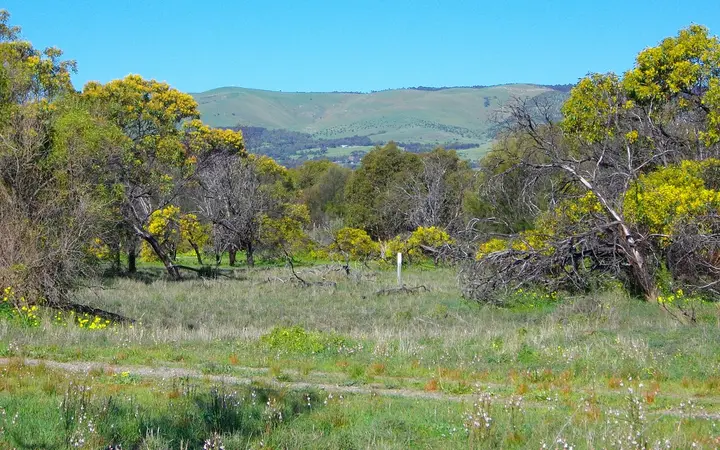 Wattle in flower in the Aldinga scrub