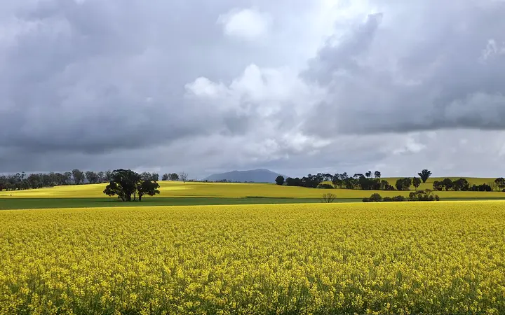 Mount Remarkable beyond spring canola