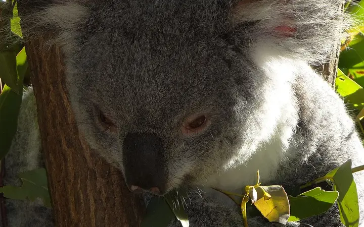 A koala at Currumbin Wildlife Sanctuary