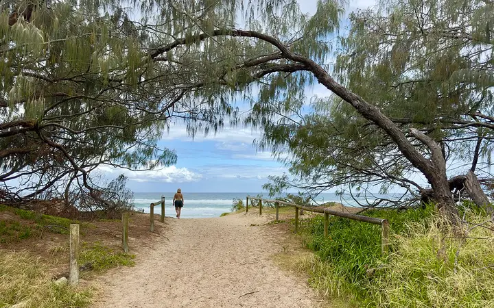 A beach track through the she-oaks on The Spit