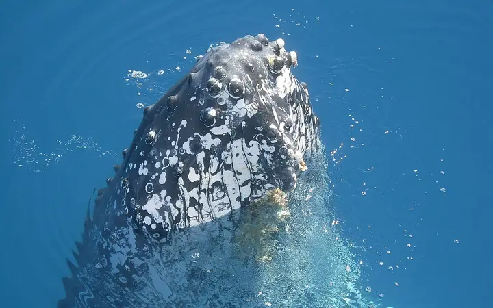 A curious humpback in Hervey Bay, the kind of encounter the tour chases