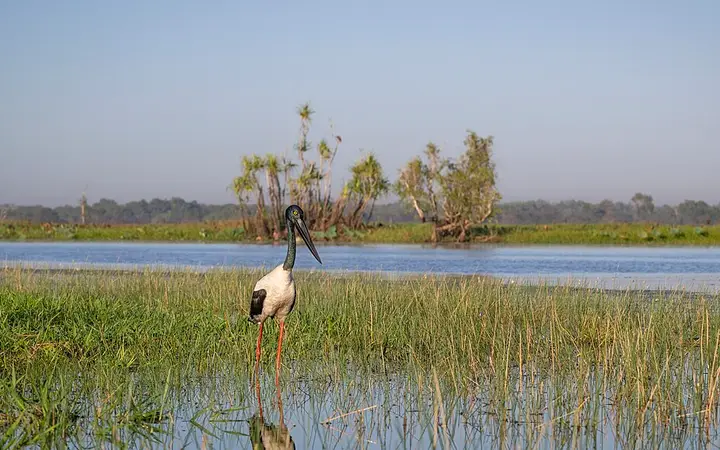 A jabiru at Corroboree Billabong