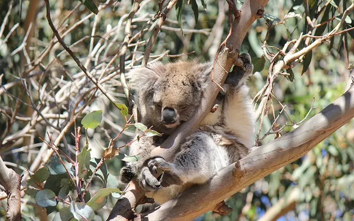 A wild koala in the gums at Hanson Bay Wildlife Sanctuary