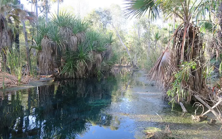 Bitter Springs at dawn