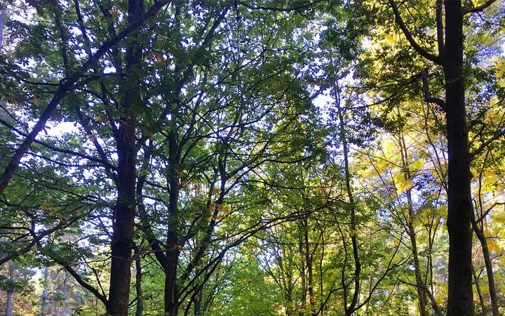 Autumn in Hollybank Forest Reserve, home of the zipline
