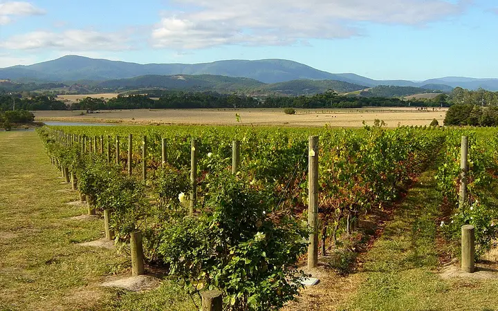 Chandon's vineyard in the Yarra Valley