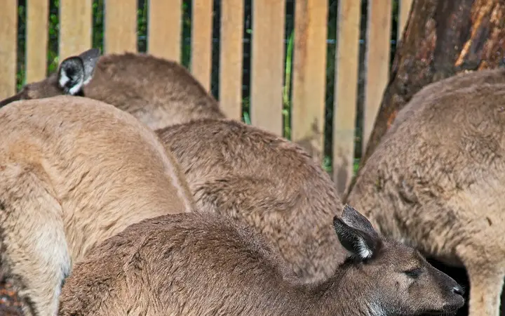 Kangaroos at Healesville Sanctuary