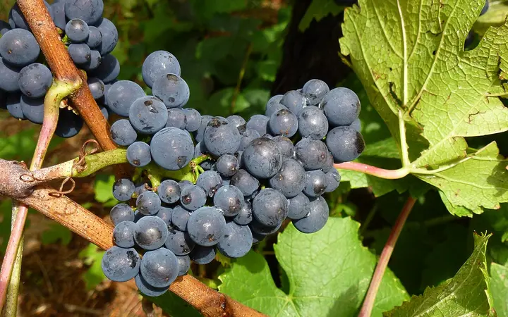 Pinot noir grapes in a Main Ridge vineyard