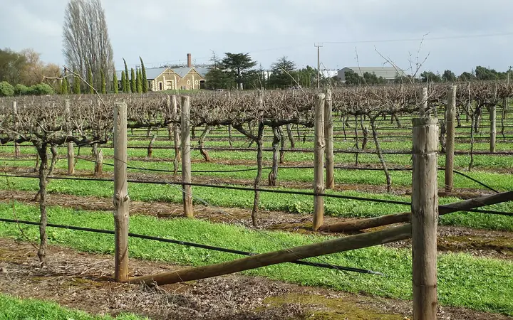 Vines beside Wynns, one of the six trail wineries