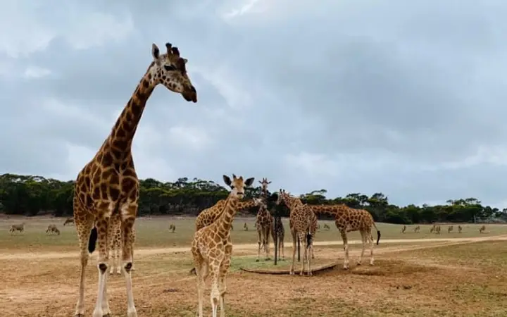Giraffe on Monarto's open plains, the kind of view Kutjera looks over