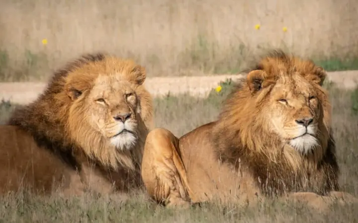 Two of Monarto Safari Park's lions resting in the grass