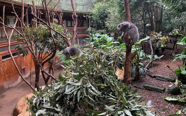 Koalas at Blackbutt Reserve