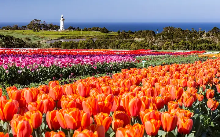 Tulips at Table Cape