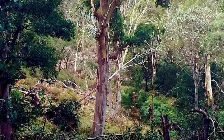 Volcanic rock among the old gums near Towac Peak