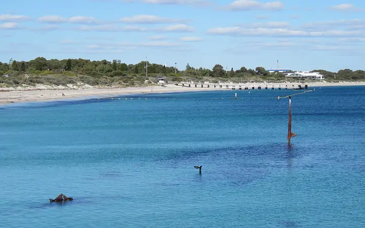 The Omeo wreck off North Coogee