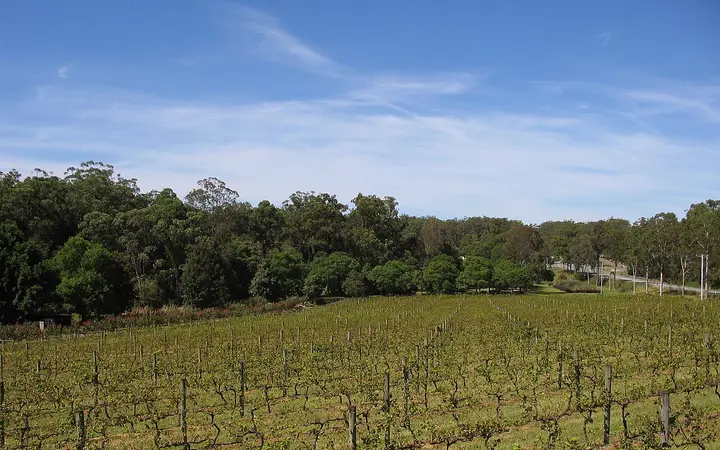 The Cassegrain vineyard, where the trail ride runs