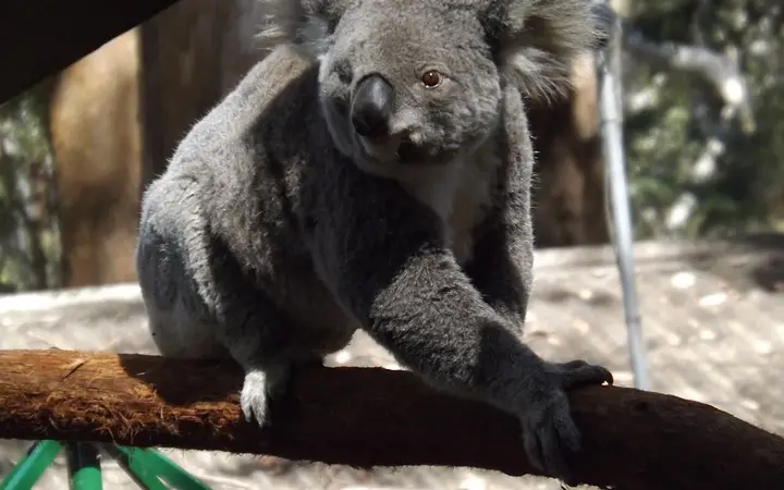 A resident koala at the Koala Hospital