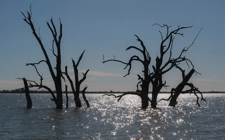 Drowned gums in Lake Bonney