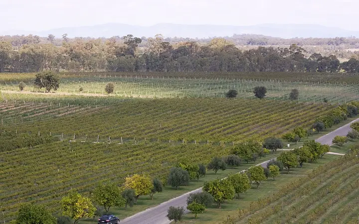 Mitchelton's vines from the Ashton Tower