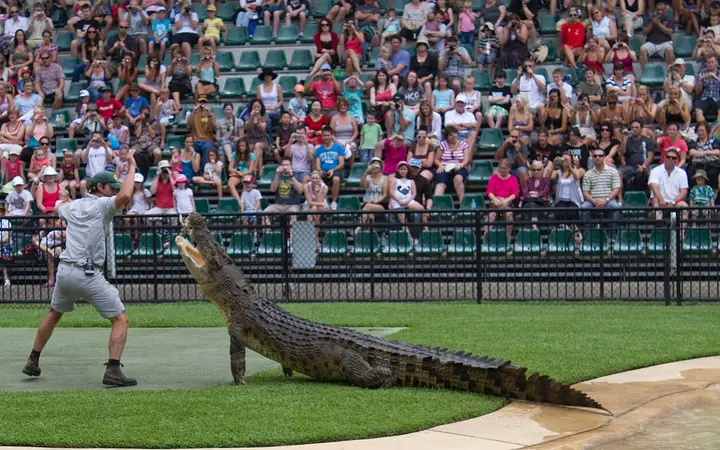 The croc show in the Crocoseum, Australia Zoo