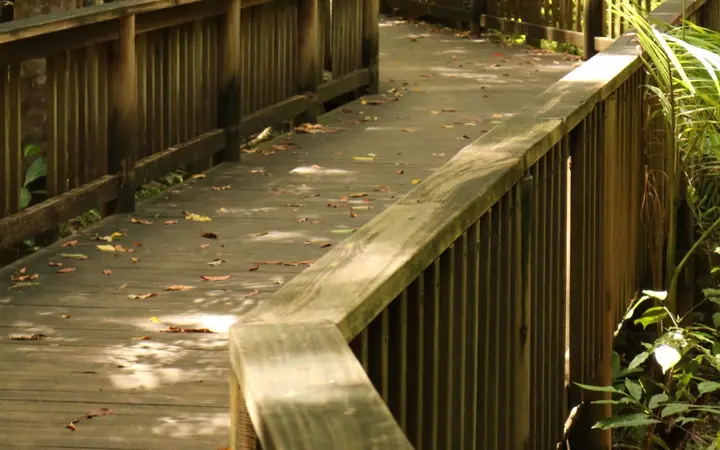 The rainforest boardwalk to Buderim Falls