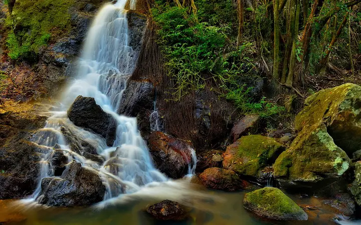 Kondalilla Falls in the rainforest