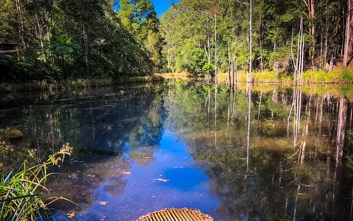 The lagoon at Maroochy Bushland Botanic Gardens