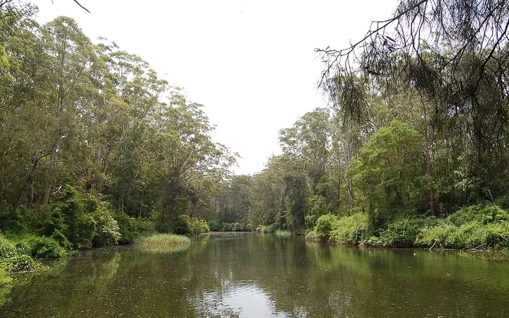 The Lane Cove River in Lane Cove National Park