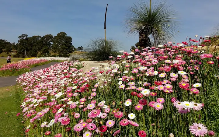 Everlasting daisies in the Australian Botanic Garden, where the summit walk begins