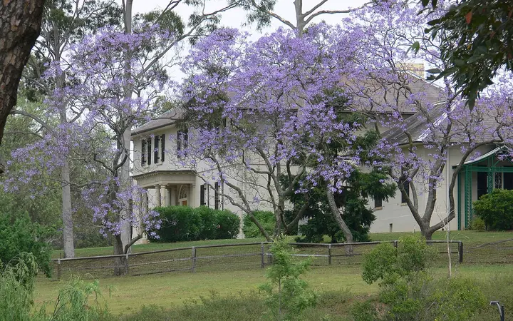 Old Government House, Parramatta Park, in jacaranda season