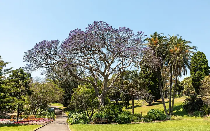 A jacaranda in flower in the Royal Botanic Garden