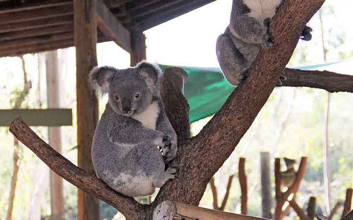 Koalas at Billabong Sanctuary