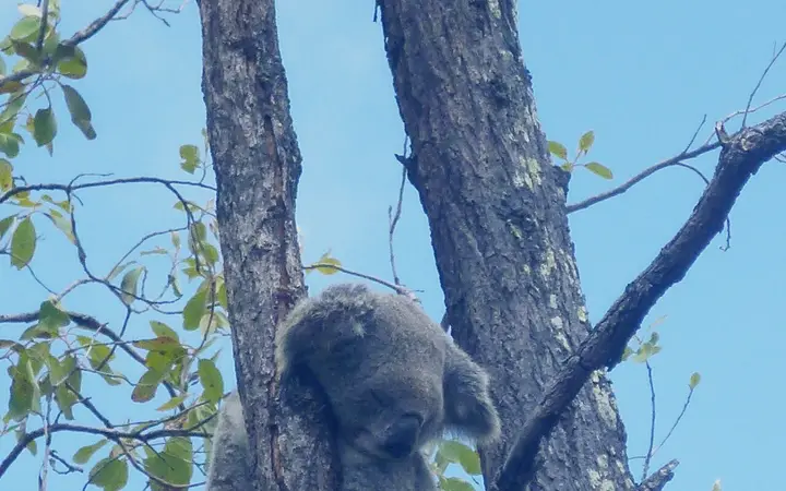 A wild koala on the Forts Walk